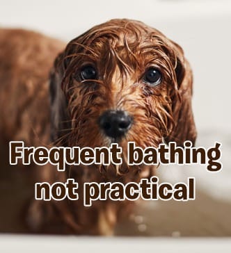 Frequent bathing is not practical use dog deodorant spray between baths