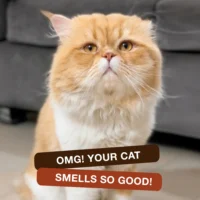 cat deodorant freshness result happy and clean cat