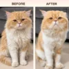 cat shampoo before after coat improvement and shine