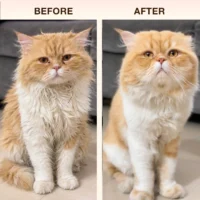 cat shampoo before after coat improvement and shine