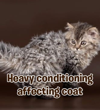 RayTails Cat Shampoo for Itching, Hair Fall, Shedding & Odor Control for Cats & Kittens for dogs & cats | RayTails