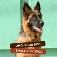 dog deodorant freshness result happy clean dog