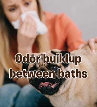 Dog odor buildup between baths requiring dog deodorant spray