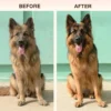 dog shampoo before after coat improvement and shine