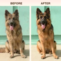 dog shampoo before after coat improvement and shine