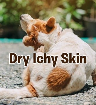 Dog with dry itchy skin needing the best dog shampoo for itching