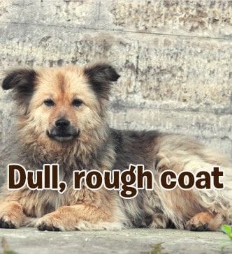 Dull rough dog coat improved with premium conditioning dog shampoo