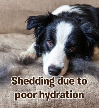 Excessive dog shedding reduced with hydrating dog shampoo