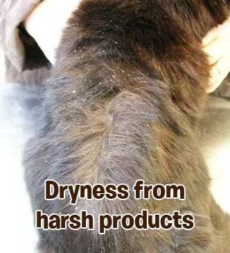 RayTails Cat Shampoo for Itching, Hair Fall, Shedding & Odor Control for Cats & Kittens for dogs & cats | RayTails