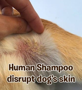 Human shampoo disrupts dog skin pH and causes irritation