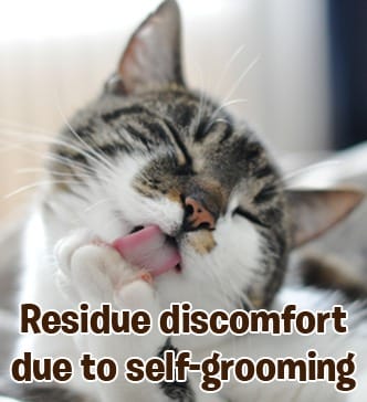 RayTails Cat Shampoo for Itching, Hair Fall, Shedding & Odor Control for Cats & Kittens for dogs & cats | RayTails