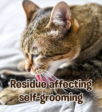 RayTails Cat Deodorant Spray & Pet Perfume for Cats & Kittens | Odor Control & Long-Lasting Freshness | RayTails Low residue cat spray supporting self grooming comfort