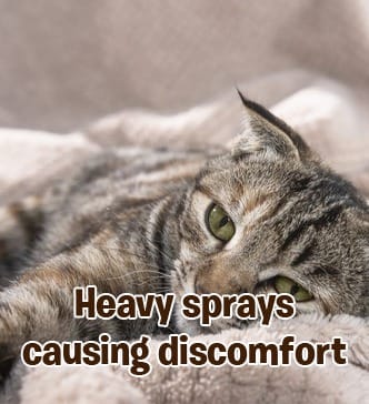 RayTails Cat Deodorant Spray & Pet Perfume for Cats & Kittens | Odor Control & Long-Lasting Freshness | RayTails Lightweight dog freshness deodorant spray
