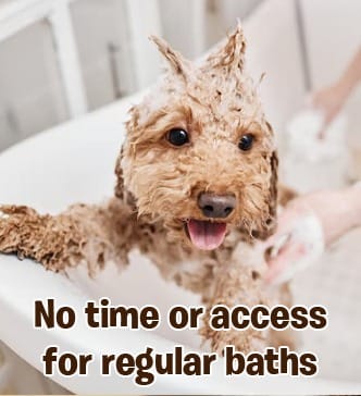 RayTails Waterless Dog Shampoo | Dry Bath Spray for Dogs, Puppies & Odor Control | RayTails No rinse pet cleaning spray for dogs and cats