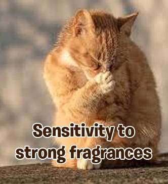RayTails Cat Deodorant Spray & Pet Perfume for Cats & Kittens | Odor Control & Long-Lasting Freshness | RayTails Sensitive dog deodorant spray with gentle fragrance