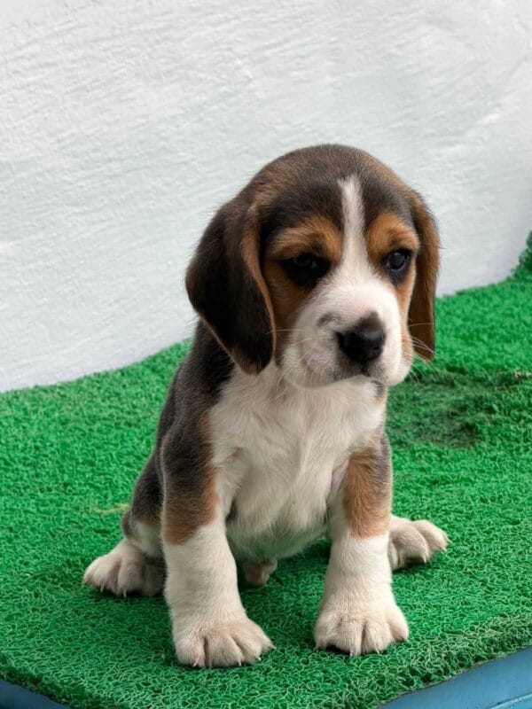 Which Dog Is Best for Home? A Practical Guide for Indian Pet Parents | RayTails Which Dog Is Best for Home? A Practical Guide for Indian Pet Parents for dogs & cats | RayTails