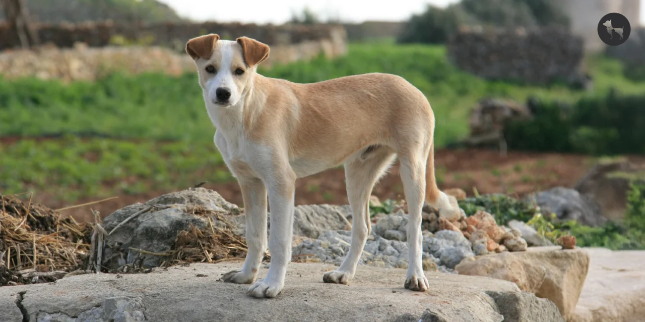 Which Dog Is Best for Home? A Practical Guide for Indian Pet Parents | RayTails Which Dog Is Best for Home? A Practical Guide for Indian Pet Parents for dogs & cats | RayTails