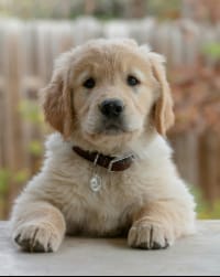 Which Dog Is Best for Home? A Practical Guide for Indian Pet Parents | RayTails Which Dog Is Best for Home? A Practical Guide for Indian Pet Parents for dogs & cats | RayTails