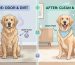 why do dogs smell causes and dog odor solution